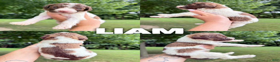 Liam- Standard F1b