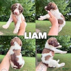 Liam- Standard F1b