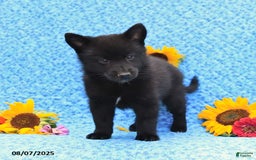 Pomsky dogs for sale: Morgan - Image 5