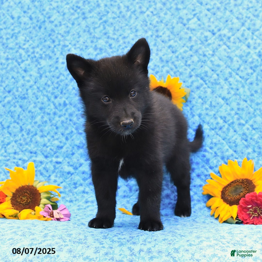 Pomsky dogs for sale: Morgan - Image 5