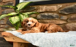 Labradoodle dogs for sale: Lucky - Image 4