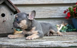 French Bulldog dogs for sale: Shadow - Image 6