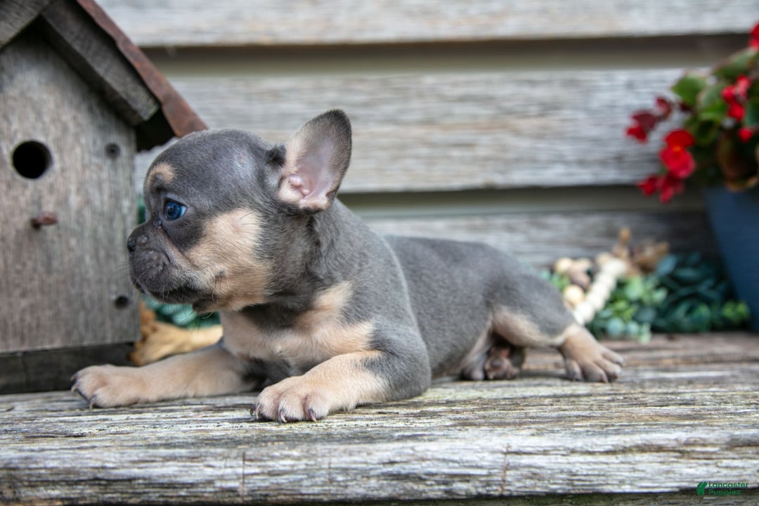 French Bulldog dogs for sale: Shadow - Image 6