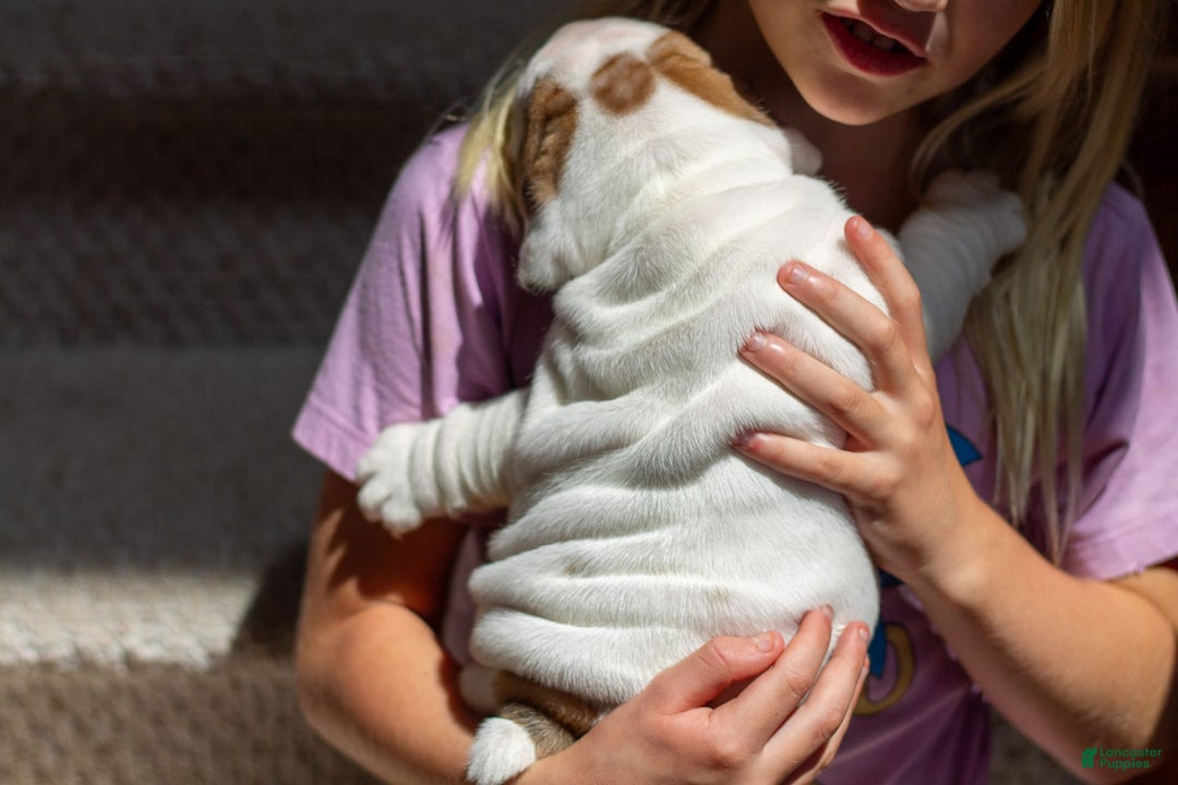 English Bulldog dogs for sale: Lola - Image 6