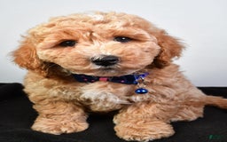 Bichpoo dogs for sale: Samson - Image 4