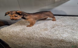 Jackapoo dogs for sale: Coco - Image 2