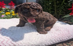 Toy Poodle dogs for sale: Zion - Image 5