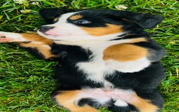Bernese Mountain Dog dogs for sale: Joker - Image 8