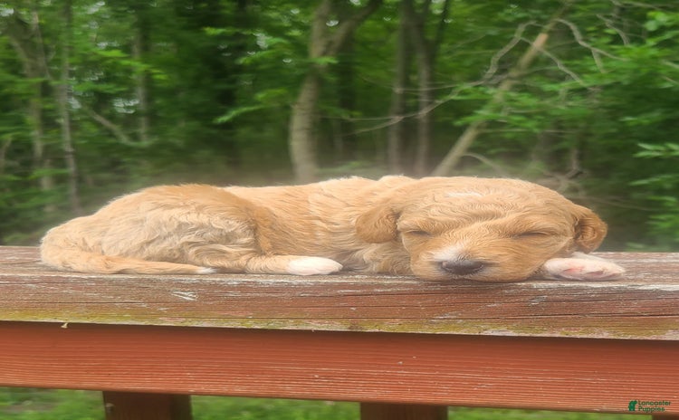 Mini Goldendoodle dogs for sale - Ad 5
