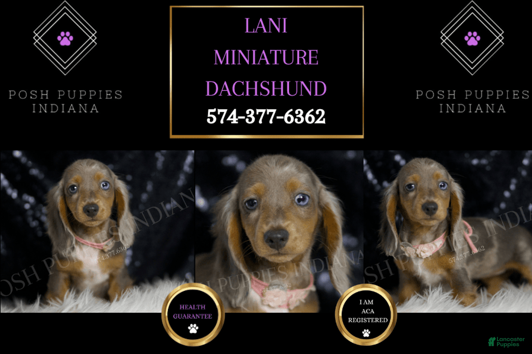 Miniature Dachshund dogs for sale: Lani - Image 5