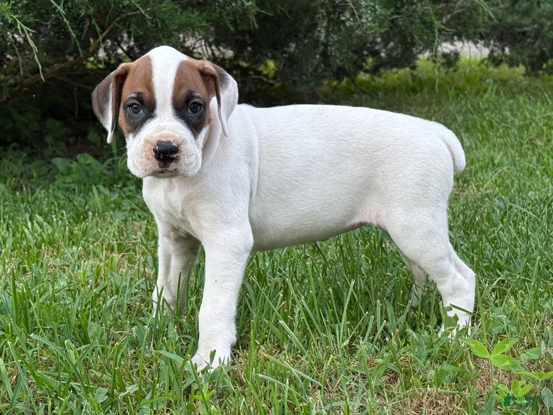 Boxer dogs for sale: Lilo - Image 2