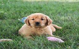 Golden Retriever dogs for sale: Golden Retriever 8 puppies - Image 20