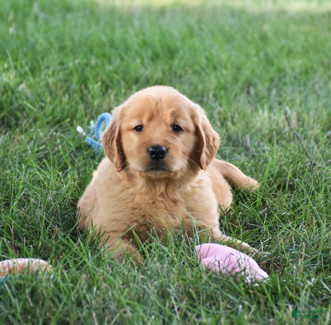 Golden Retriever dogs for sale: Golden Retriever 8 puppies - Image 20