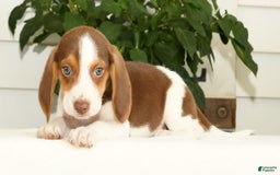 Beagle dogs for sale: Porter - Image 9