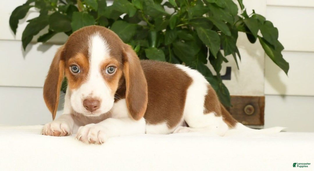 Beagle dogs for sale: Porter - Image 9