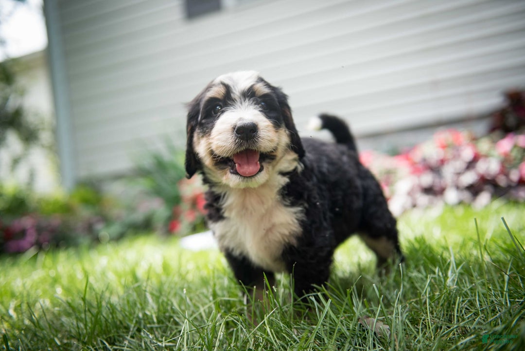 Bernedoodle dogs for sale: Rebel - Image 24