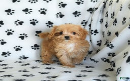 Cavapoo dogs for sale: Alex - Image 18