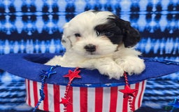 Cavapoo dogs for sale: Wren - Image 7