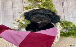 Doxiepoo dogs for sale: Dolly - Image 5