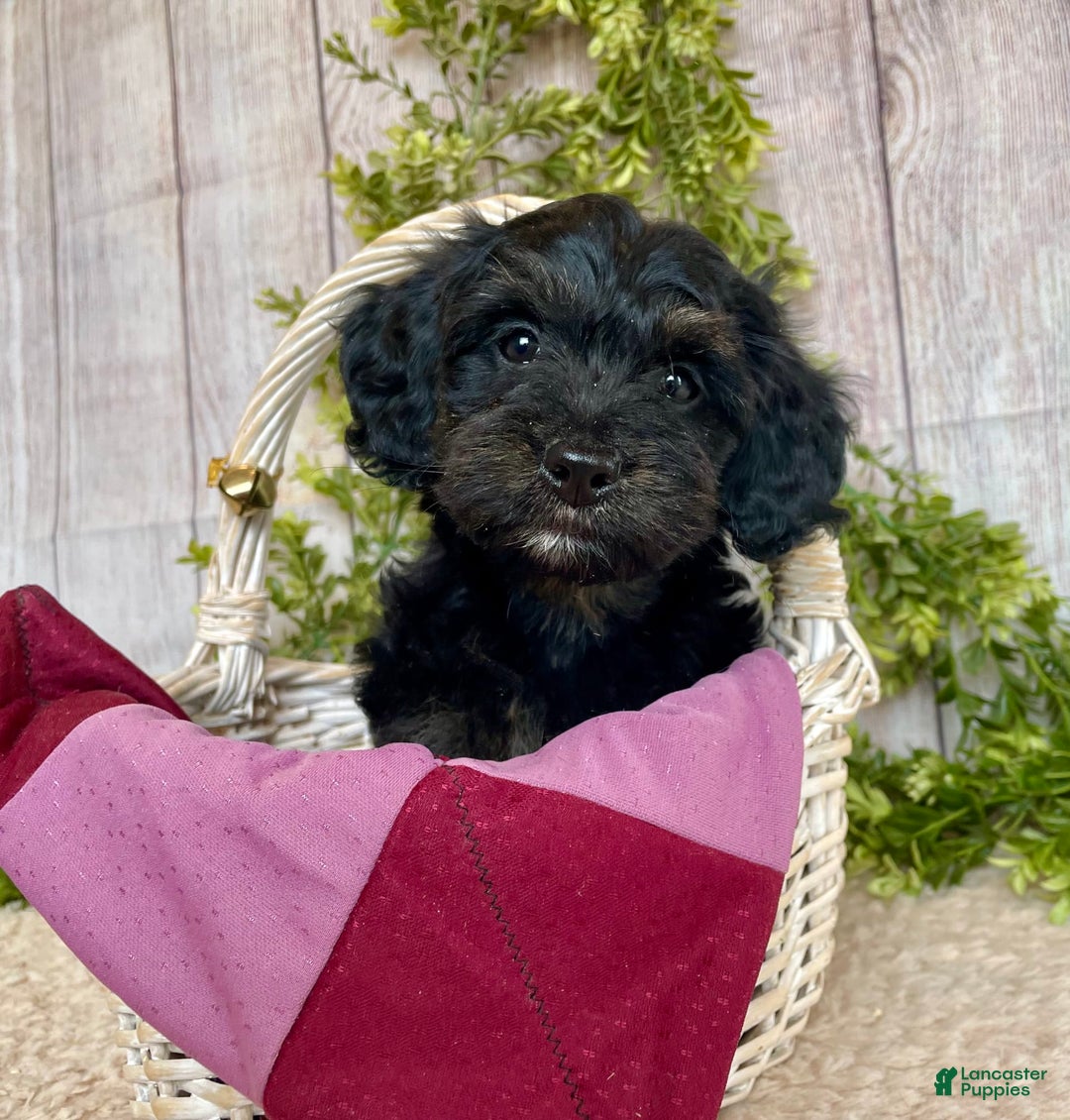 Doxiepoo dogs for sale: Dolly - Image 5