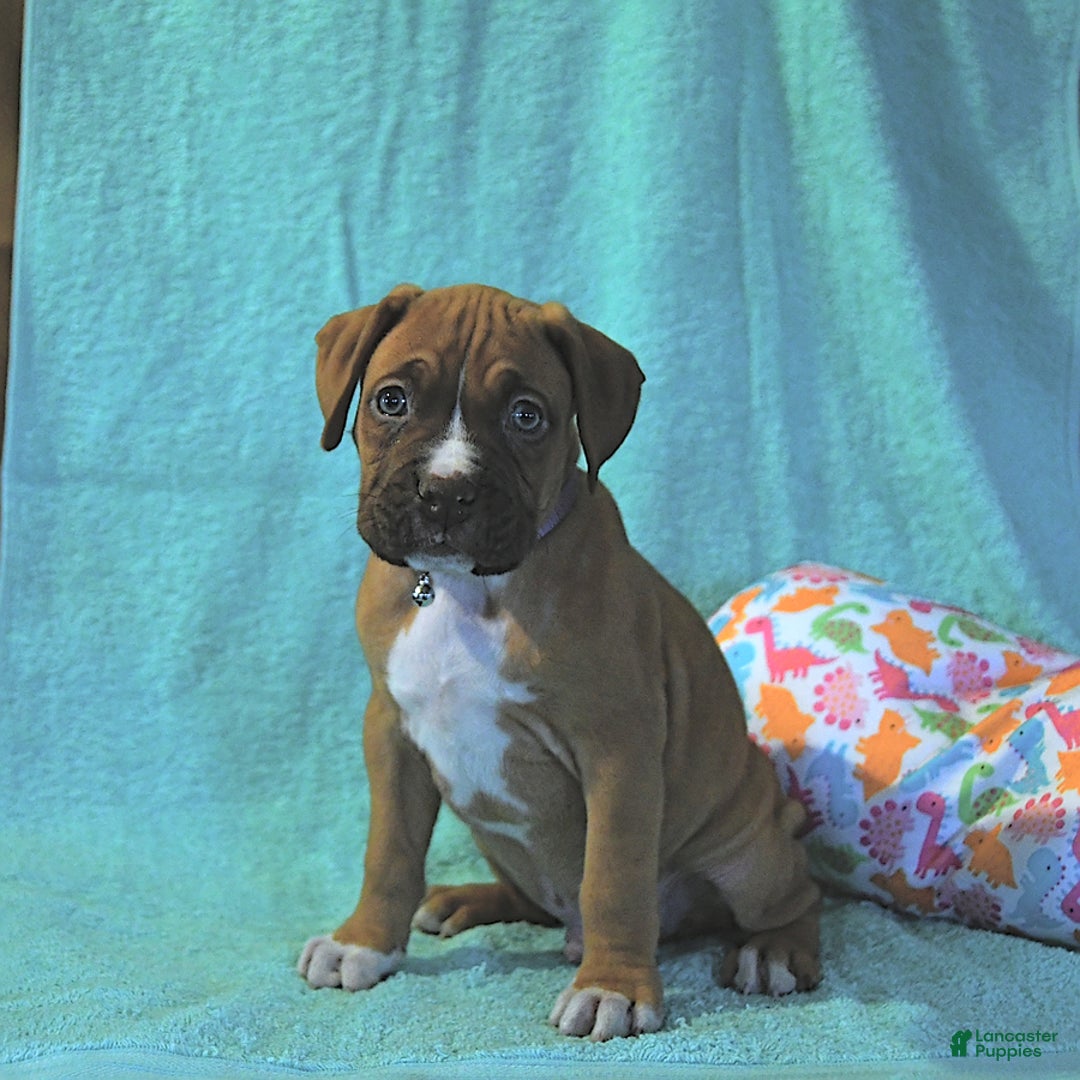 Boxer dogs for sale: Tank Rare Color - Image 3