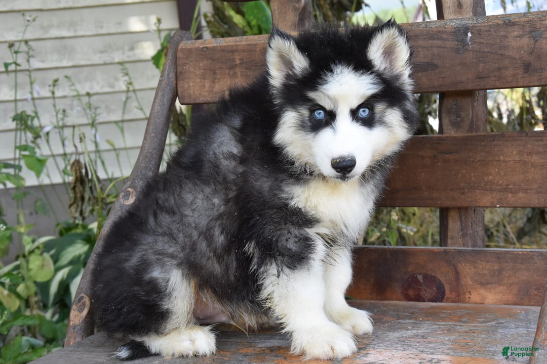 Siberian Husky dogs for sale: Steele - Image 3