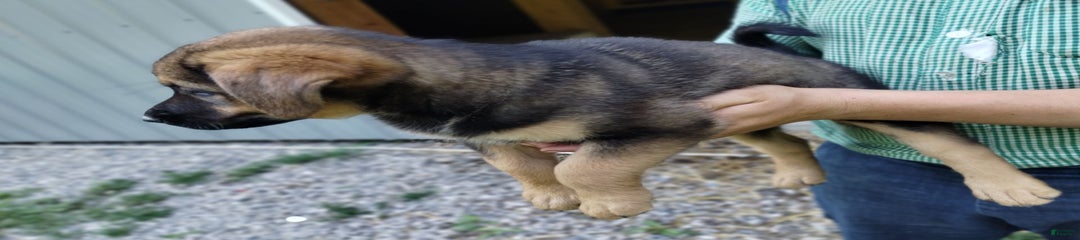 Duke