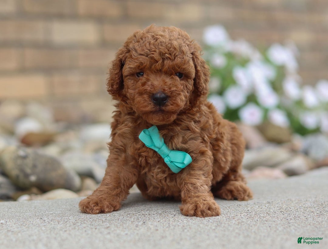 Miniature Poodle dogs for sale: Ripley - Image 7