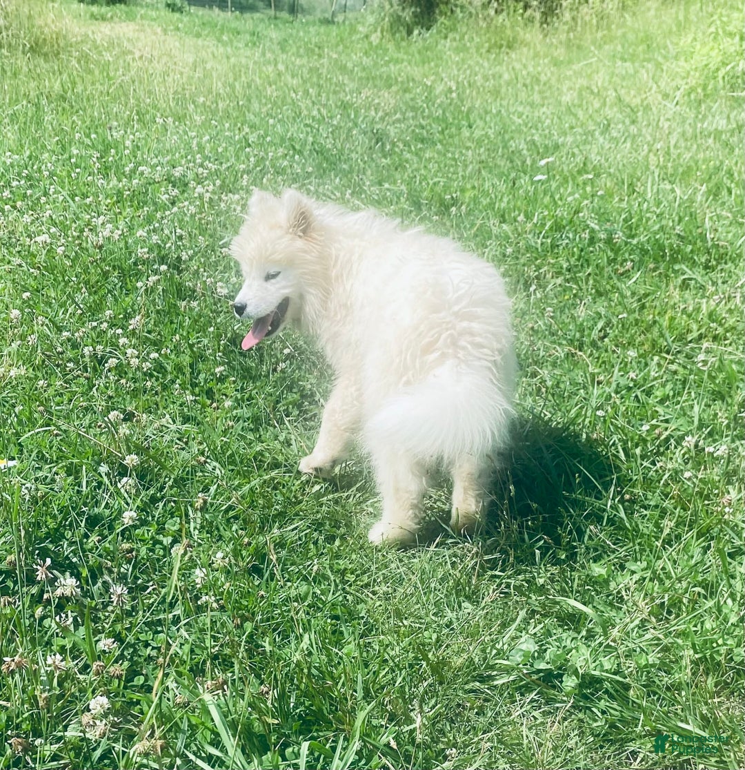 Samoyed dogs for sale: Siofra - Image 8