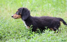 Miniature Dachshund dogs for sale: Duke - Image 3