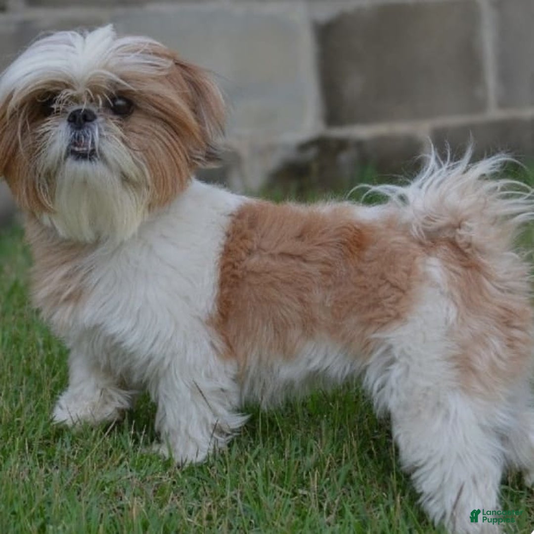 Shih Tzu dogs for sale: Snapps - Image 8