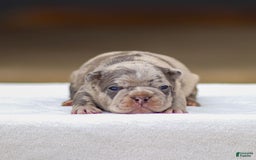 Frenchton dogs for sale: Blaze - Image 2