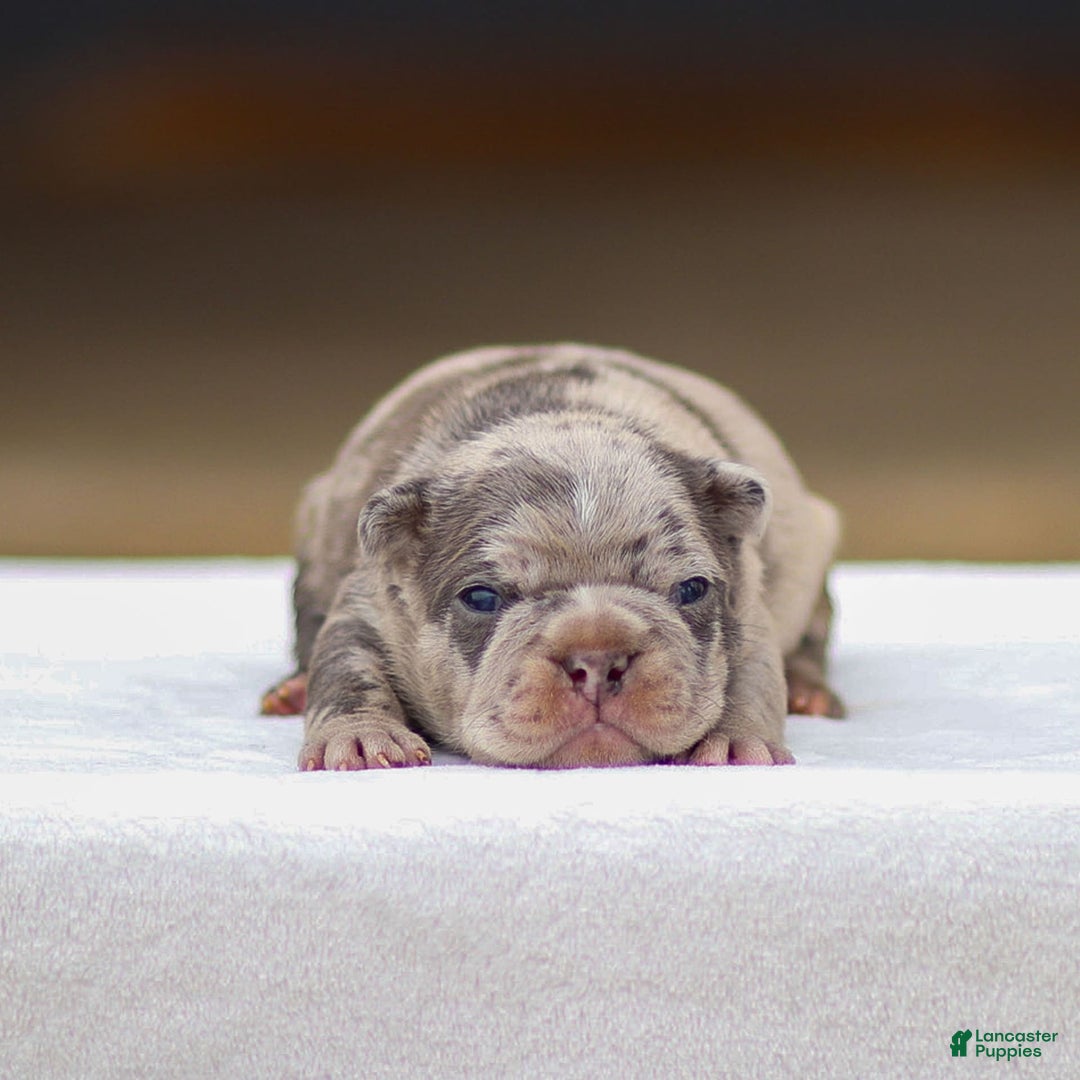 Frenchton dogs for sale: Blaze - Image 2