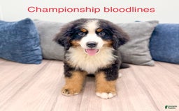 Bernese Mountain Dog dogs for sale: Ace - Image 1