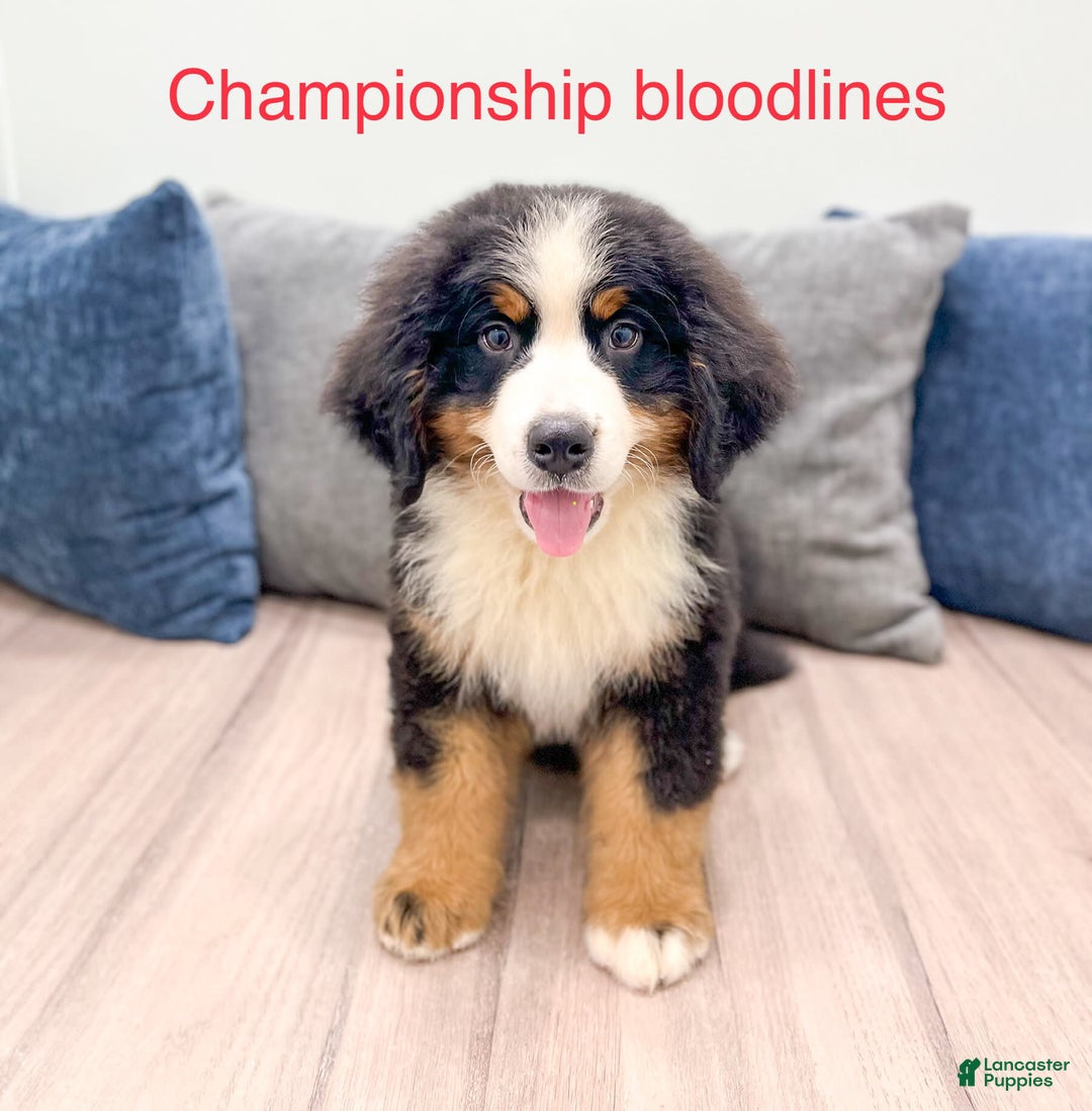 Bernese Mountain Dog dogs for sale: Ace - Image 1