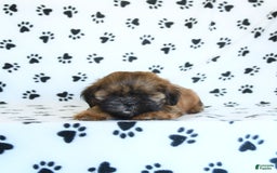 Shih Tzu dogs for sale: Leo - Image 5