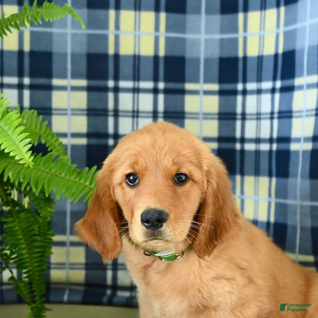 Golden Retriever dogs for sale: Linda - Image 10