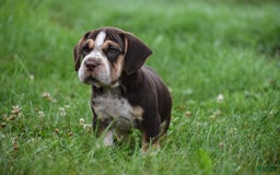Beabull dogs for sale: Aspen - Image 8