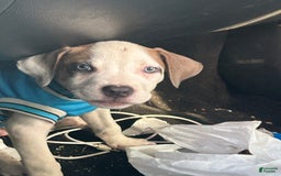 American Pit Bull Terrier dogs for sale: Chicago - Image 2