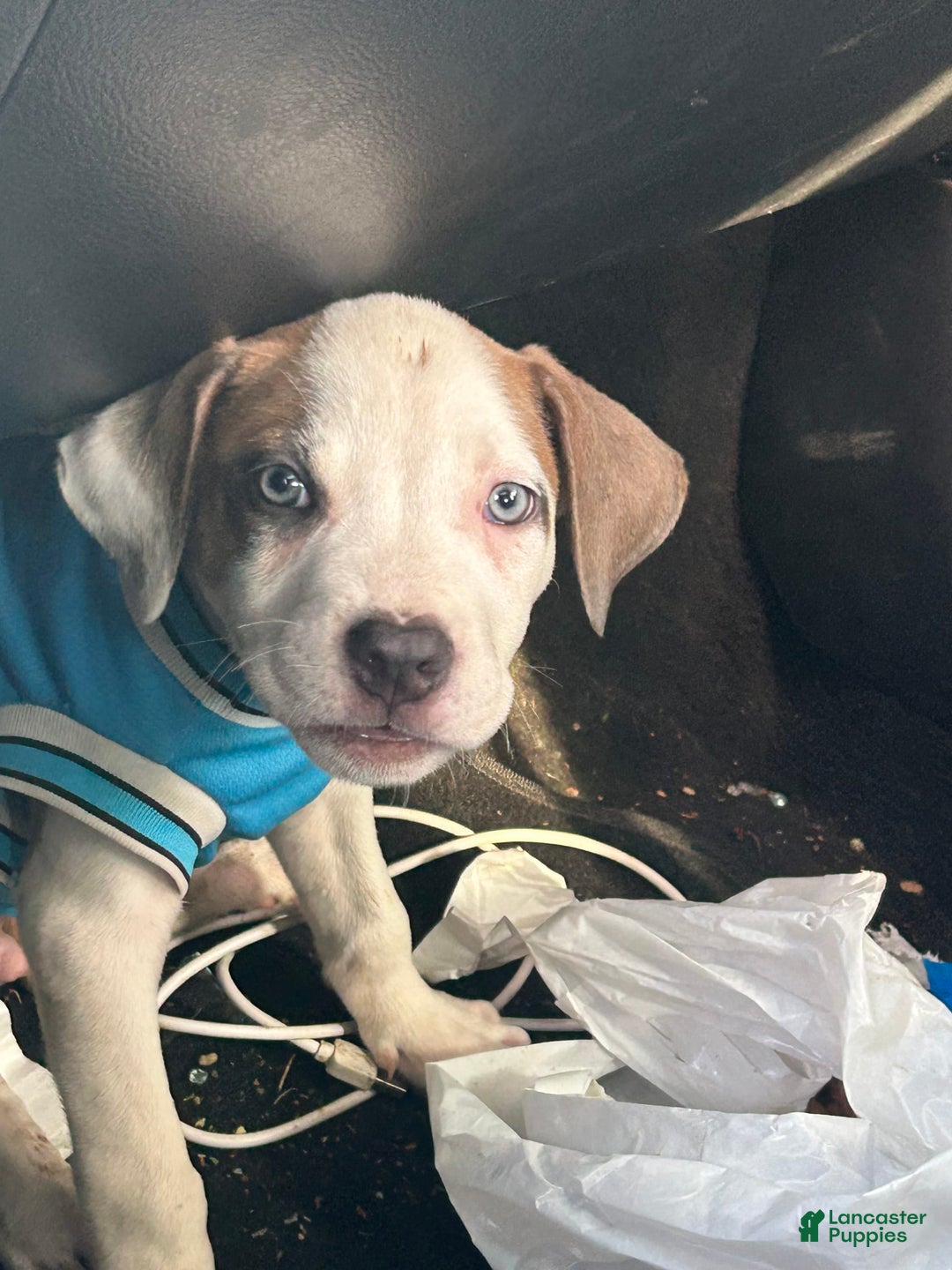 American Pit Bull Terrier dogs for sale: Chicago - Image 2