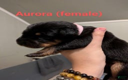 Beauceron dogs for sale: Aurora - Image 1