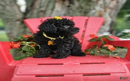 Toy Poodle dogs for sale: Black Betty - Image 2