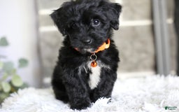 Yorkiepoo dogs for sale: Roo - Image 17