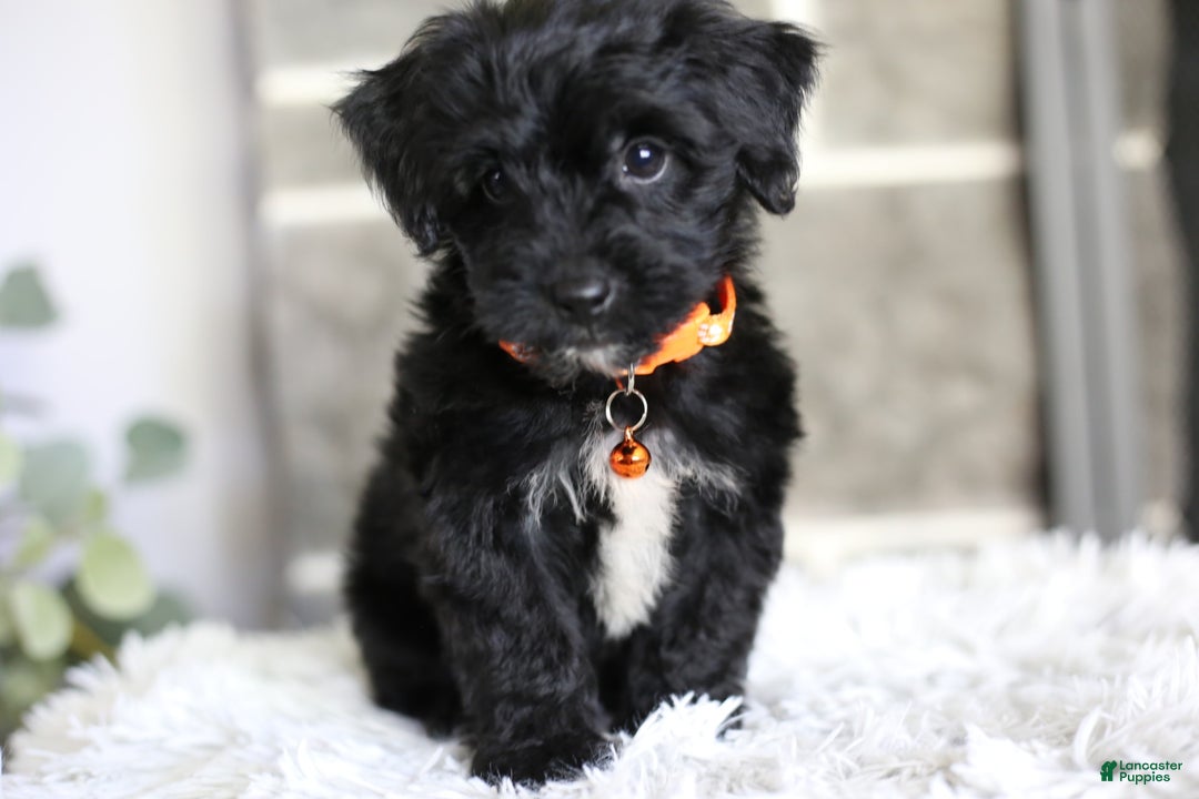 Yorkiepoo dogs for sale: Roo - Image 17
