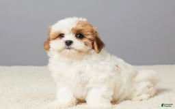Teddy Bear dogs for sale: Cooper - Image 1