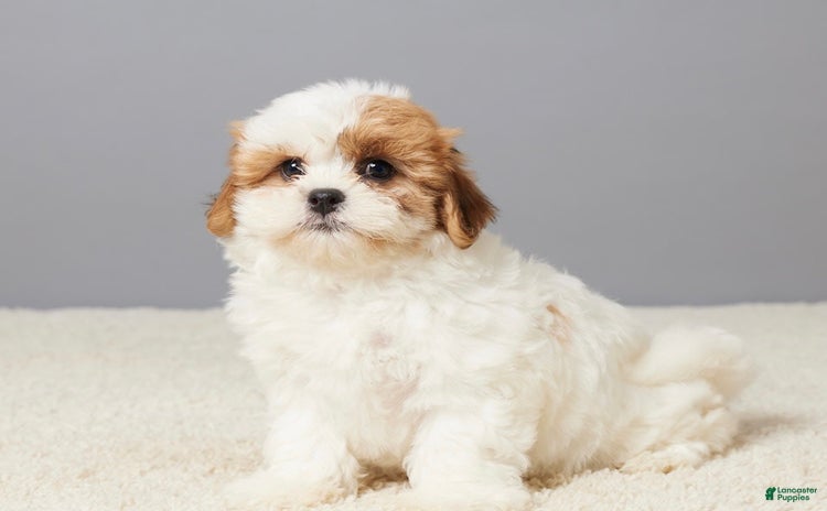 Teddy Bear dogs for sale - Ad 2