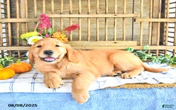 Golden Retriever dogs for sale: Golden Retriever 11 puppies - Image 3