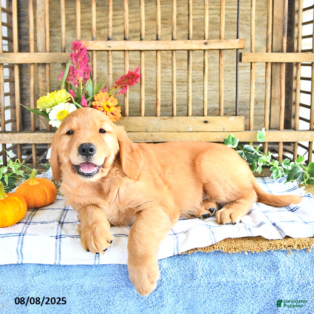 Golden Retriever dogs for sale: Golden Retriever 11 puppies - Image 3