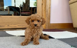 Cockapoo dogs for sale: Terrance - Image 1