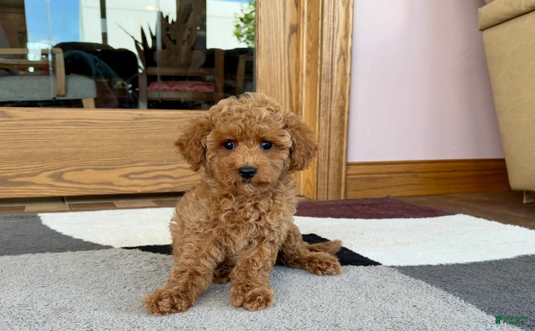 Cockapoo dogs for sale - Ad 5